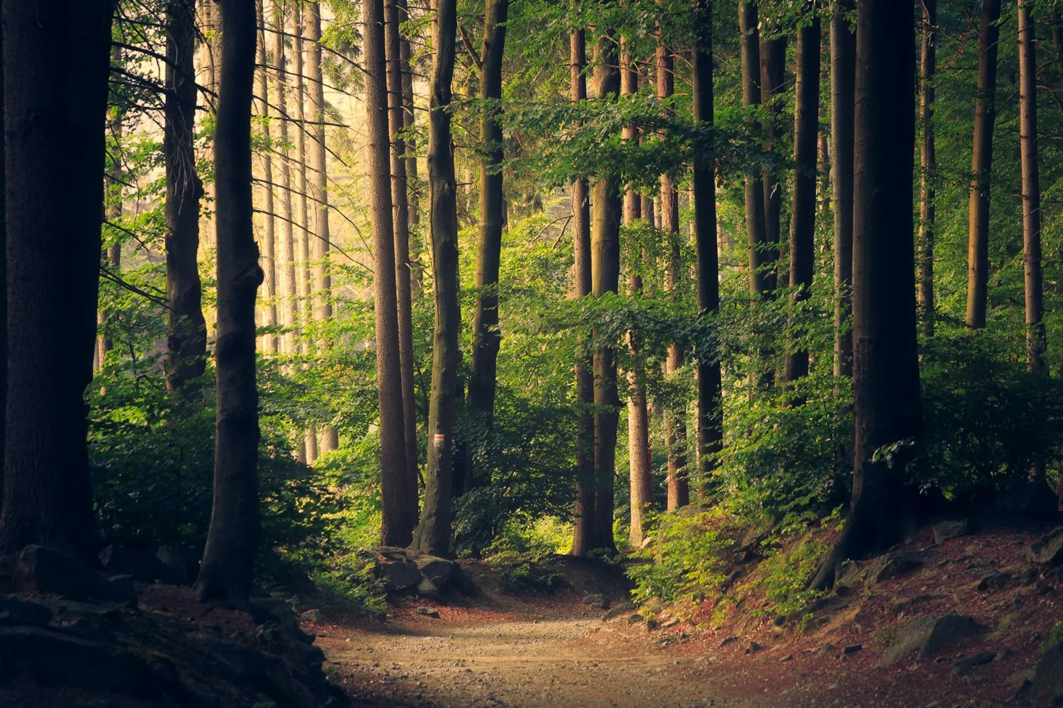 Caminho entre árvores, espaço para um novo começo